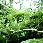 mossy branch dartmoor trees wood nature
