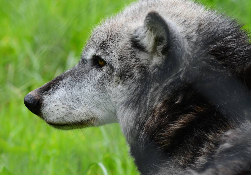 last wolf hound of baskervilles